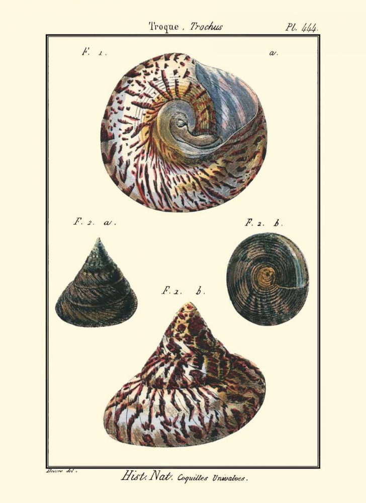Wall Art Painting id:66454, Name: Sea Shells II, Artist: Diderot, Denis