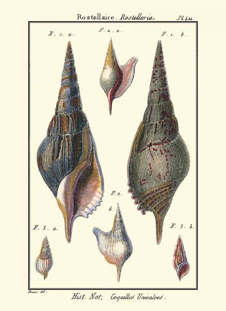 Wall Art Painting id:66455, Name: Sea Shells III, Artist: Diderot, Denis