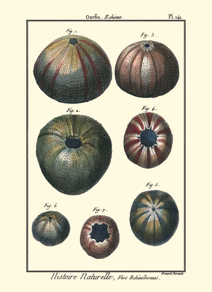 Wall Art Painting id:66456, Name: Sea Shells IV, Artist: Diderot, Denis