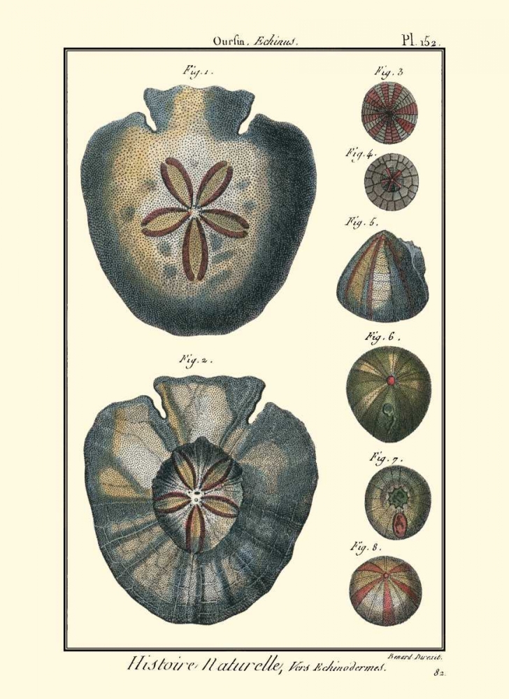 Wall Art Painting id:66457, Name: Sea Shells V, Artist: Diderot, Denis