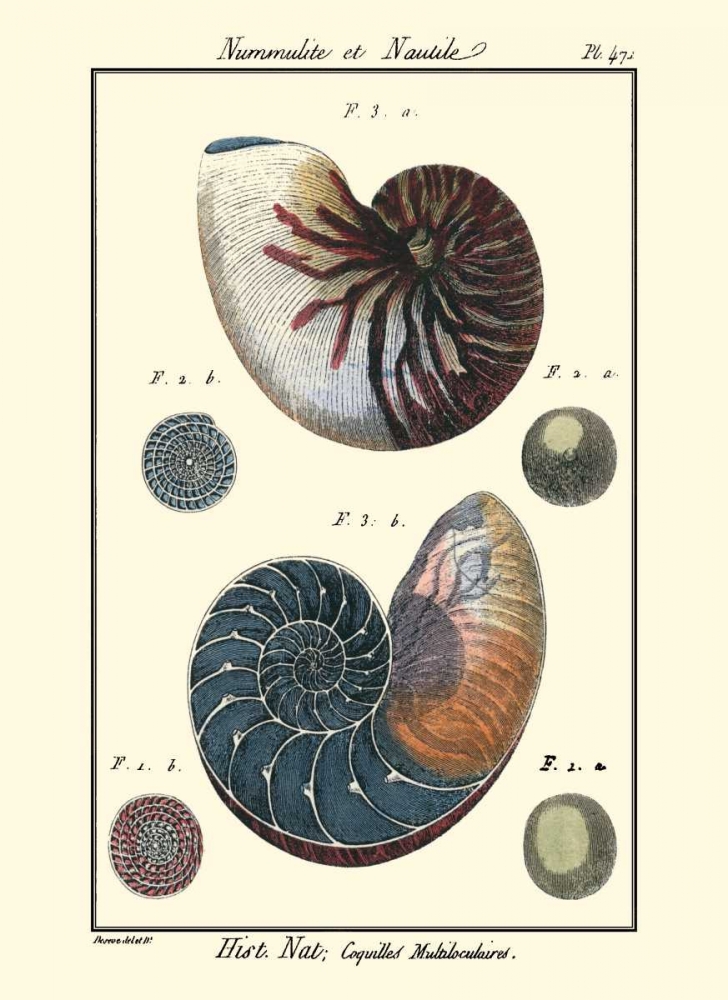 Wall Art Painting id:66458, Name: Sea Shells VI, Artist: Diderot, Denis