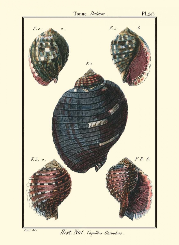 Wall Art Painting id:66459, Name: Sea Shells VII, Artist: Diderot, Denis