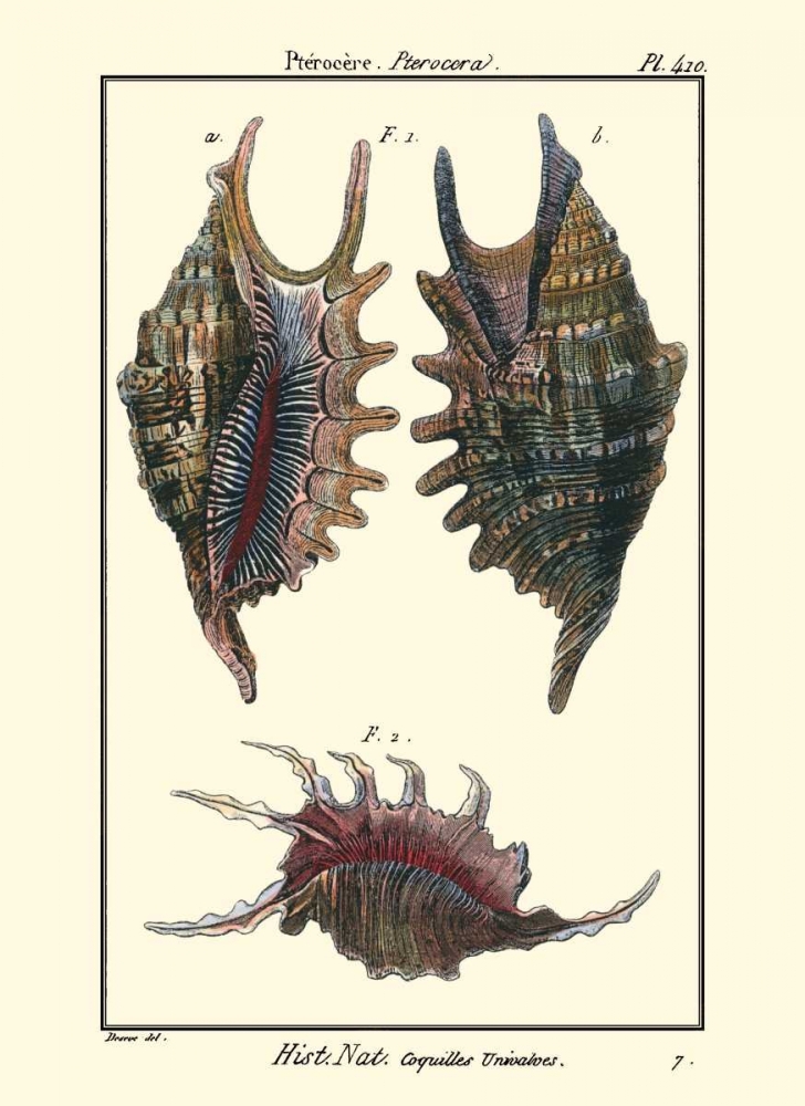 Wall Art Painting id:66460, Name: Sea Shells VIII, Artist: Diderot, Denis