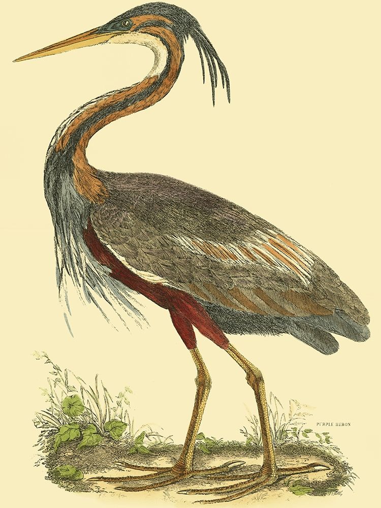 Art Print: Small Purple Heron