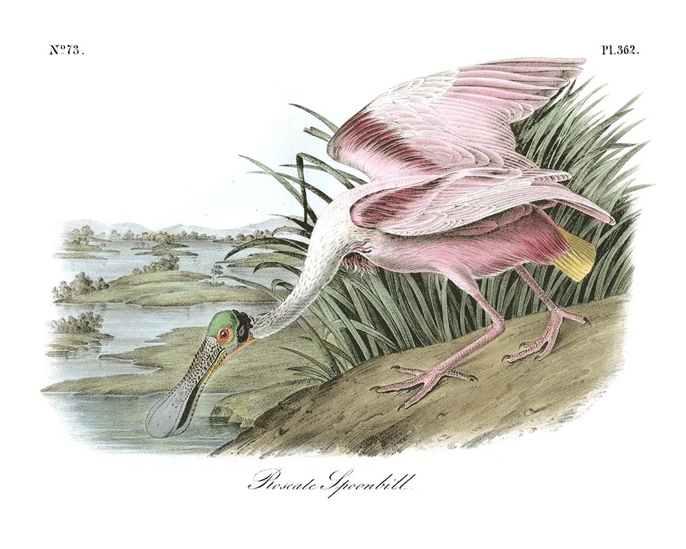 Art Print: Roseate Spoonbill