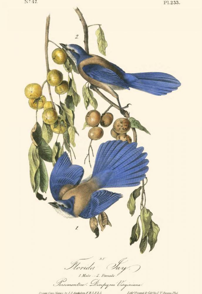 Wall art: Audubon Florida Jays, by Audubon, John James