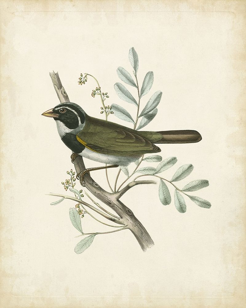 Art Print: Delicate Birds VI