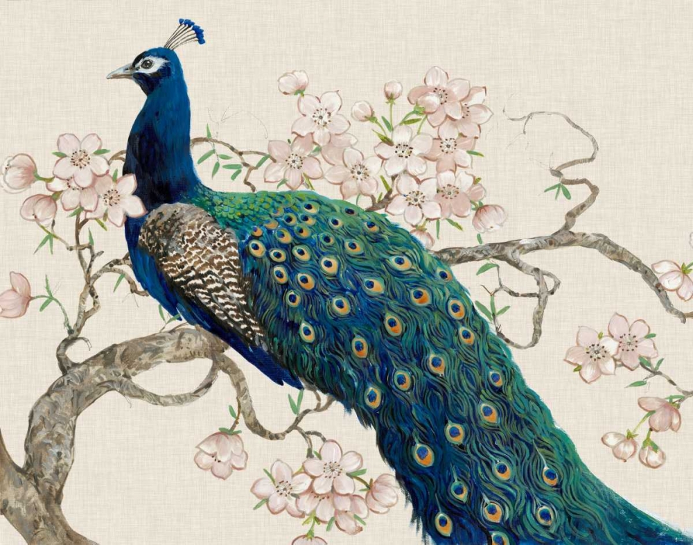 Wall art: Peacock and Blossoms II, by OToole, Tim