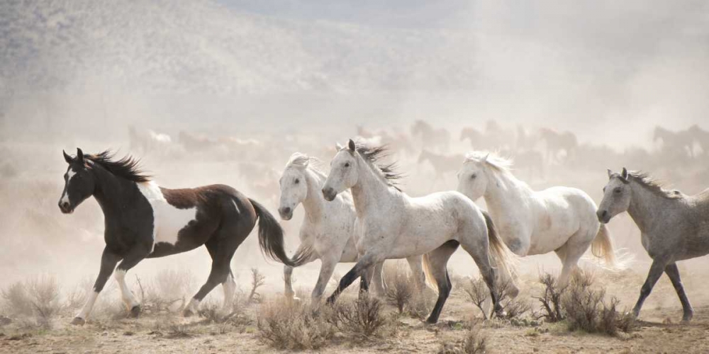 Wall Art Painting id:38343, Name: Open Range, Artist: PHBurchett