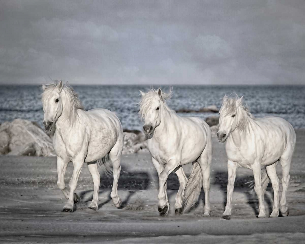 Wall Art Painting id:38349, Name: Morning Run, Artist: PHBurchett