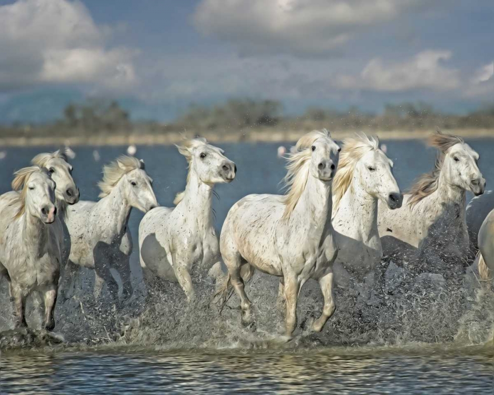 Wall Art Painting id:38350, Name: White Horses of the Camargue, Artist: PHBurchett