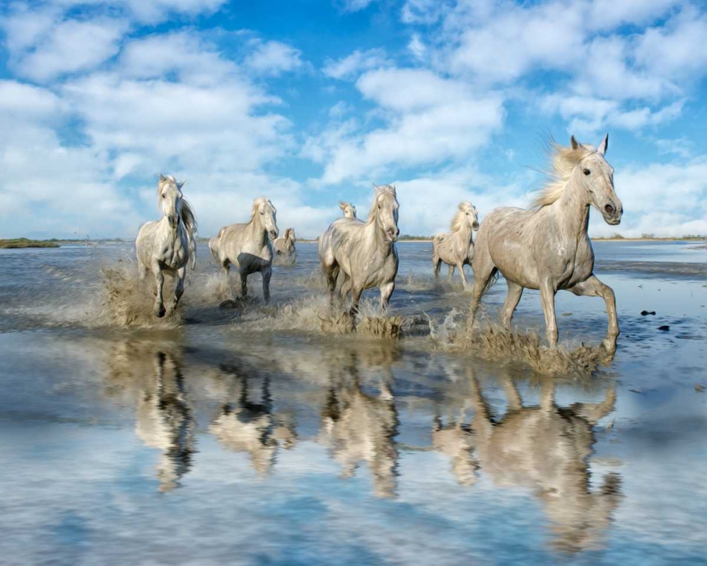 Wall Art Painting id:38351, Name: On the Run, Artist: PHBurchett