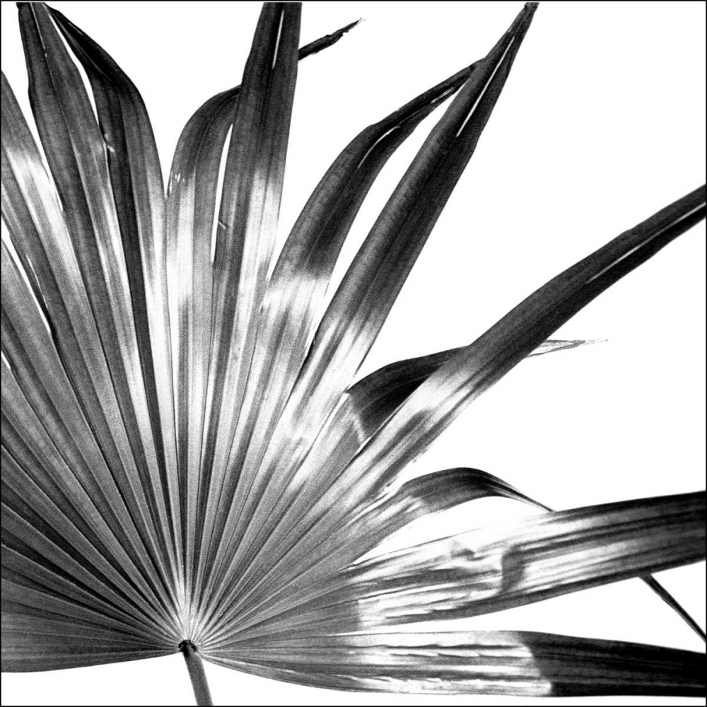 Wall Art Painting id:154191, Name: Black and White Palm I, Artist: Johnson, Jason
