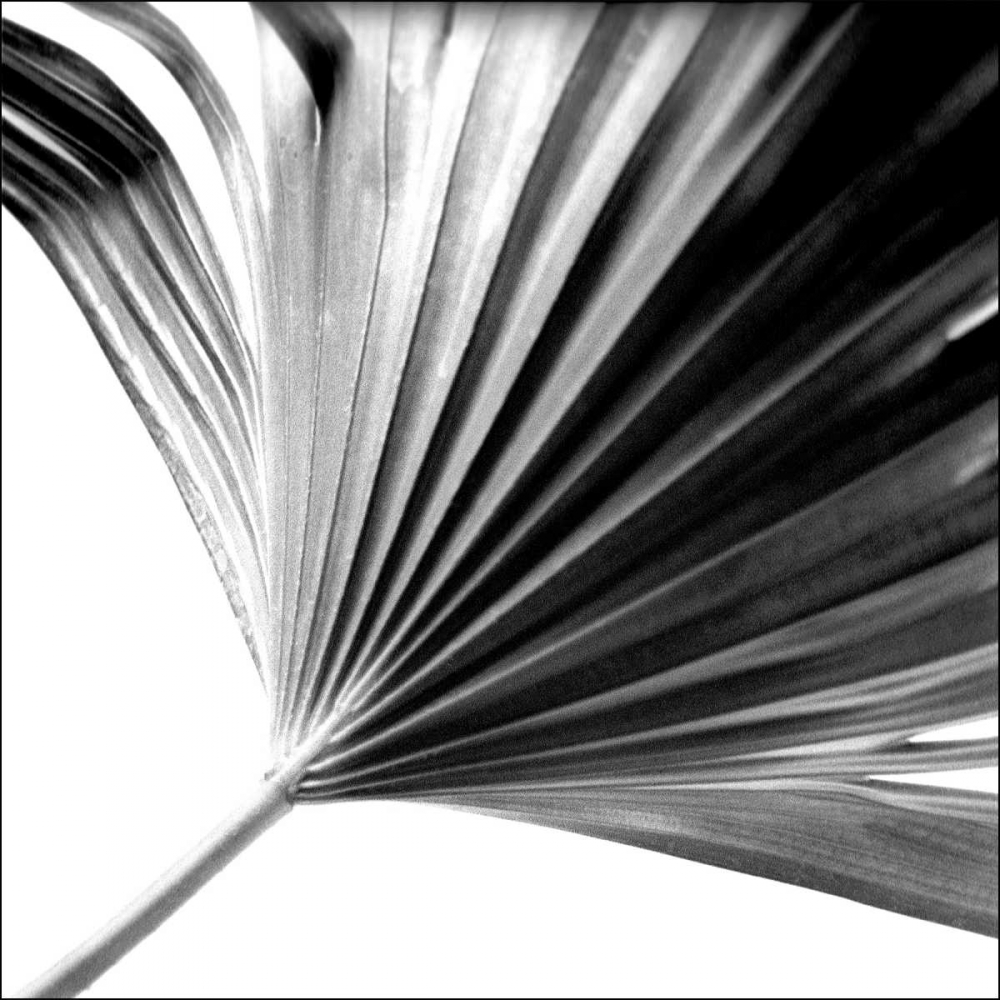 Wall Art Painting id:154192, Name: Black and White Palm II, Artist: Johnson, Jason