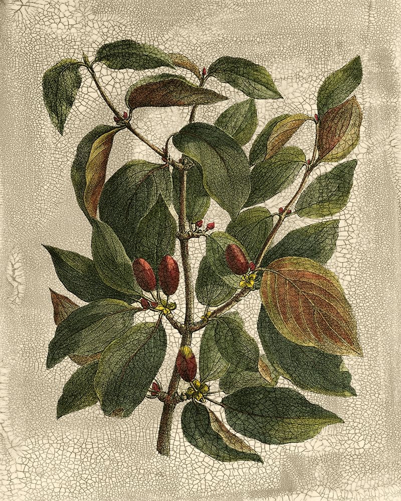 Wall art: Deshayes Tree II, by Deshayes, Gerard Paul