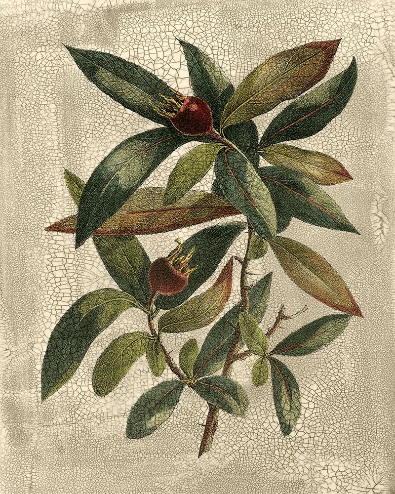 Wall art: Deshayes Tree III, by Deshayes, Gerard Paul