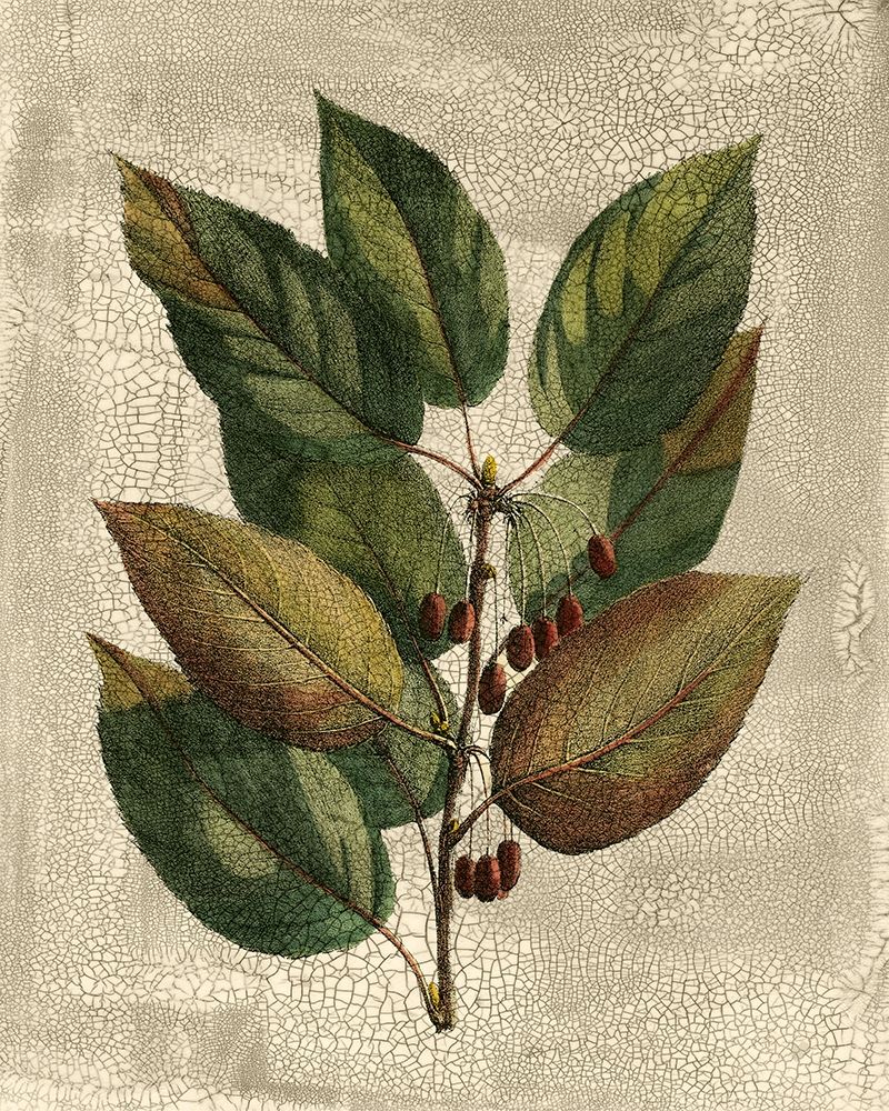 Art Print: Deshayes Tree IV