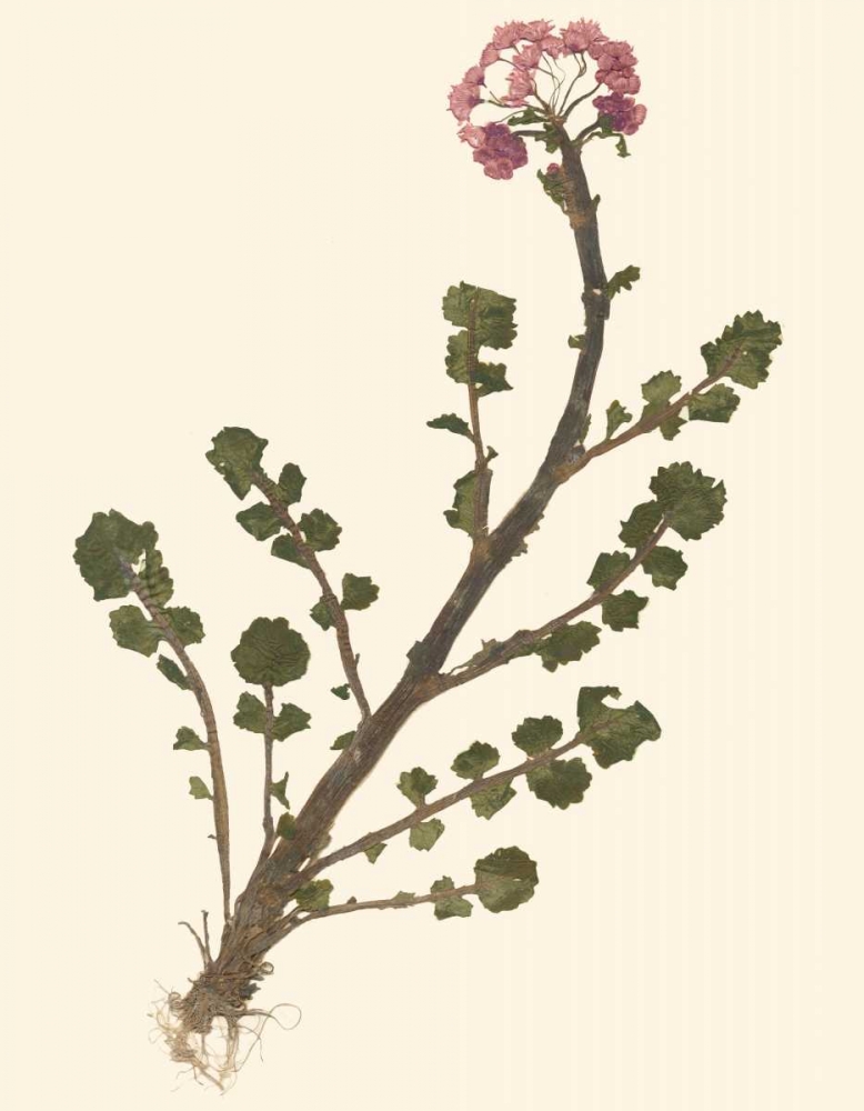 Wall Art Painting id:34767, Name: Pressed Botanical II, Artist: Vision Studio