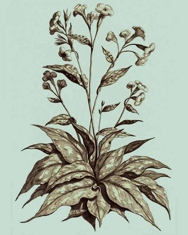 Art Print: Imperial Munting IV