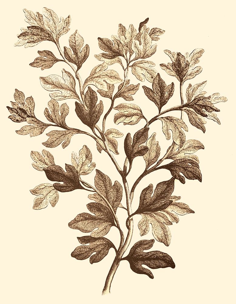 Art Print: Sepia Munting Foliage I