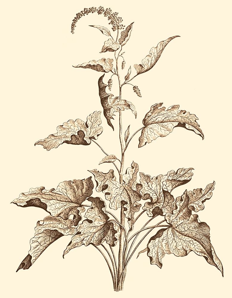 Art Print: Sepia Munting Foliage II