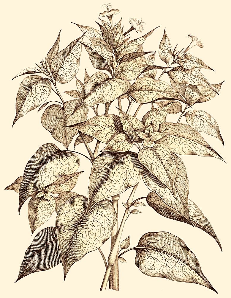 Art Print: Sepia Munting Foliage III