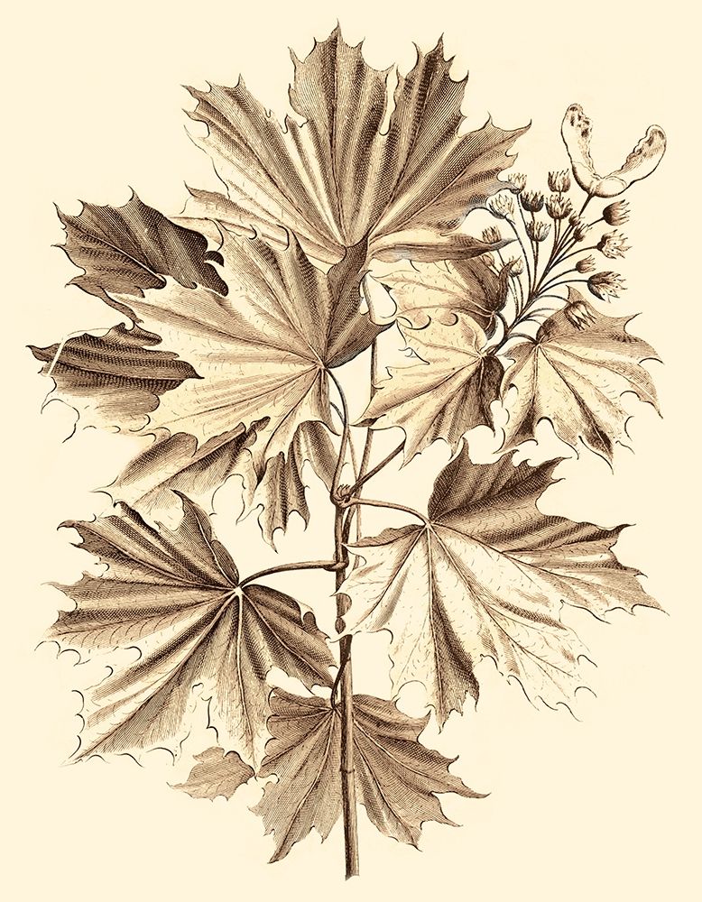 Art Print: Sepia Munting Foliage V