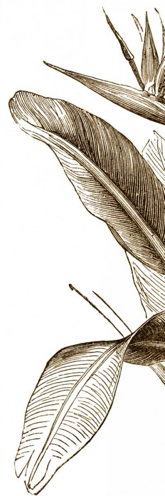 Wall Art Painting id:34780, Name: Bird of Paradise Triptych I, Artist: Vision Studio