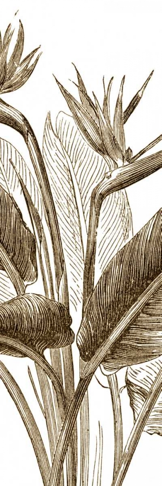 Wall Art Painting id:34781, Name: Bird of Paradise Triptych II, Artist: Vision Studio