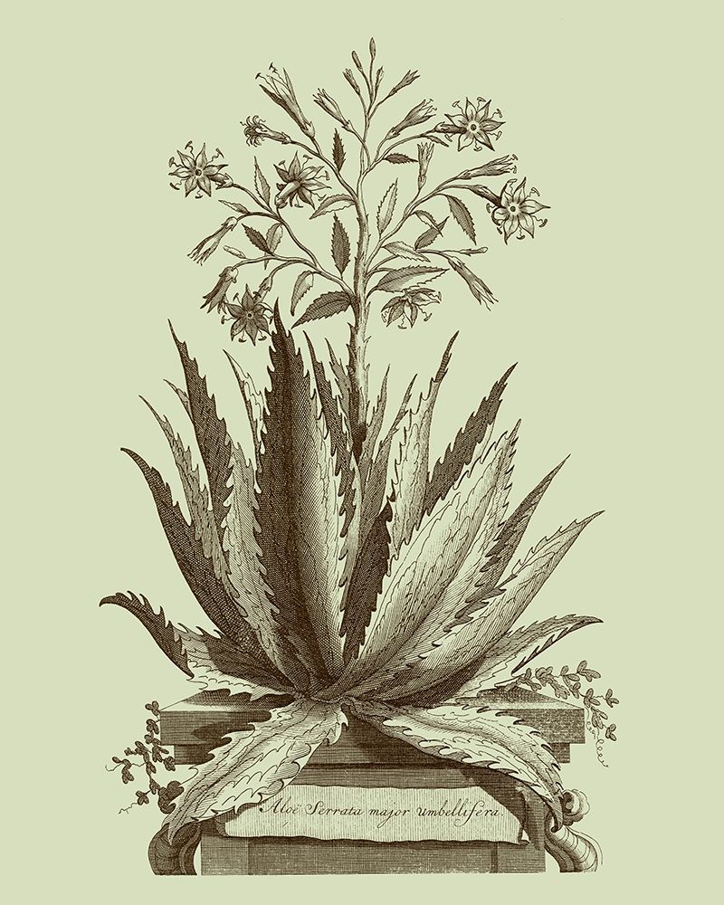 Wall Art Painting id:212573, Name: Vintage Aloe I, Artist: Munting, Abraham