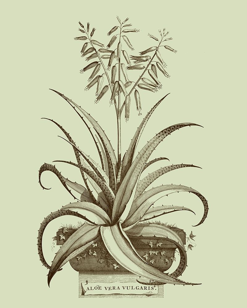 Art Print: Vintage Aloe II