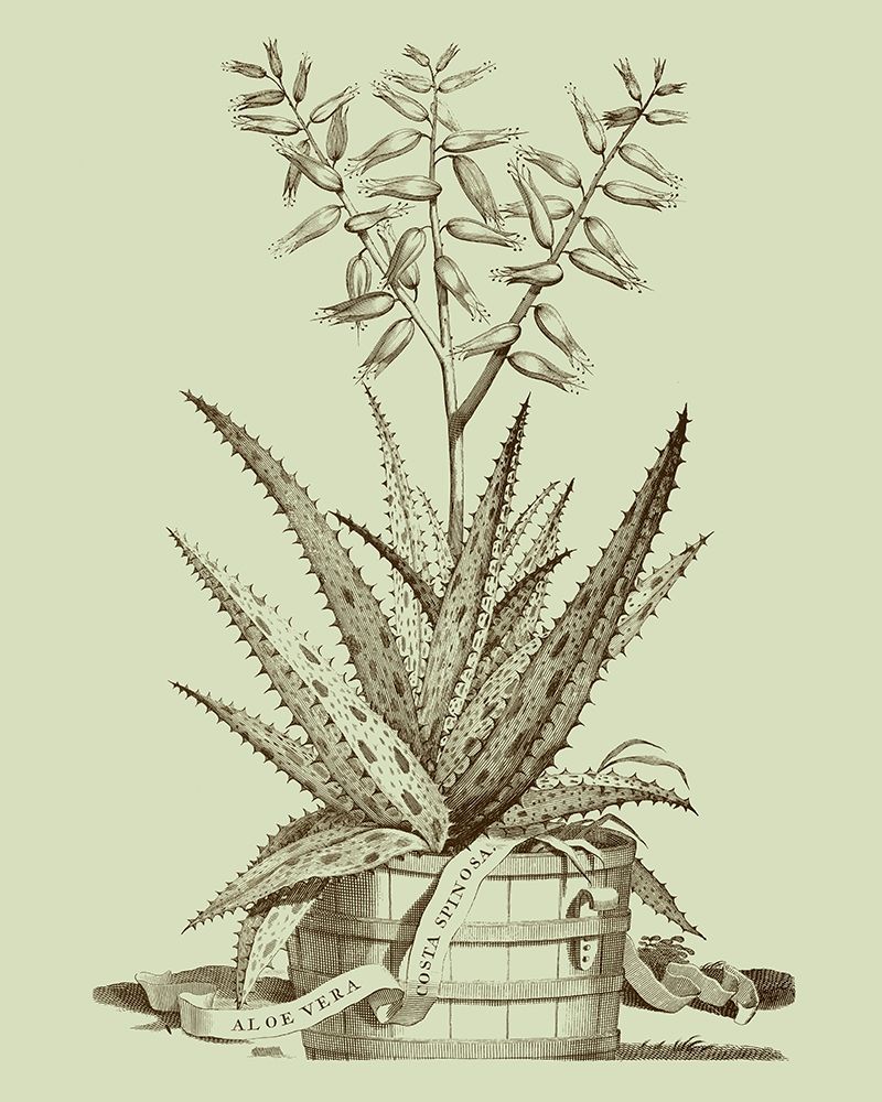 Art Print: Vintage Aloe III