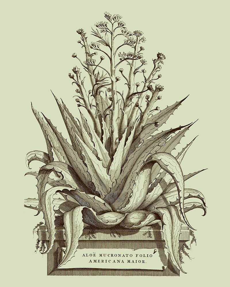 Art Print: Vintage Aloe IV