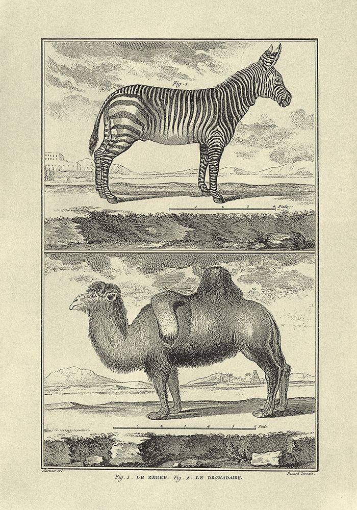 Wall art: Zebra and Camel, by Diderot, Denis