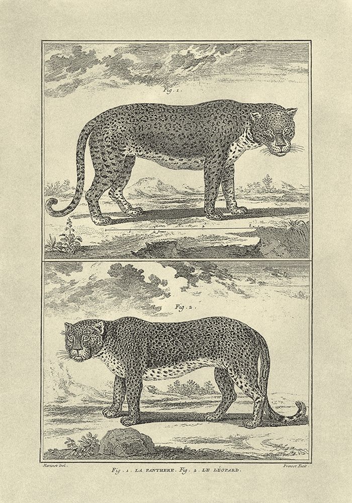 Wall art: Panther and Leopard, by Diderot, Denis