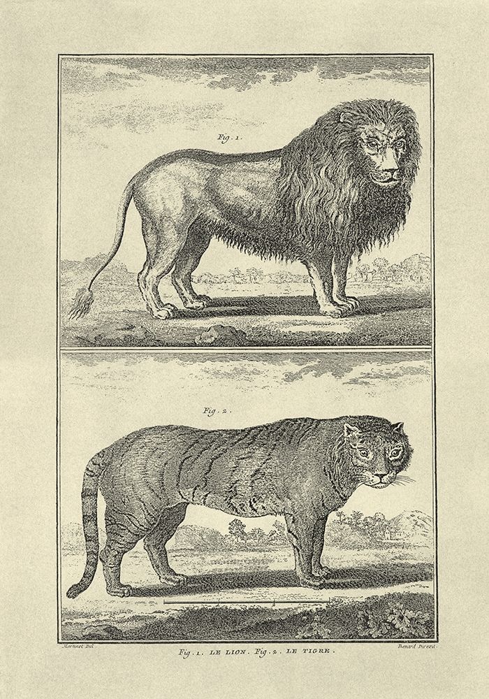 Wall art: Lion and Tiger, by Diderot, Denis