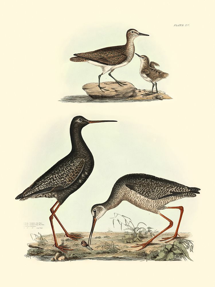 Art Print: Selby Sandpipers I