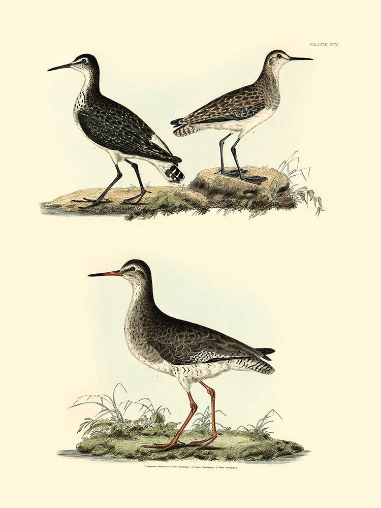 Art Print: Selby Sandpipers II