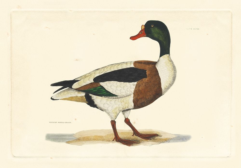 Art Print: Selby Duck II