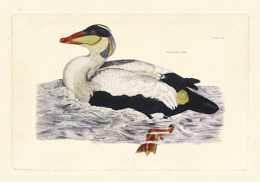 Wall Art Painting id:522869, Name: Selby Duck III, Artist: Selby, John