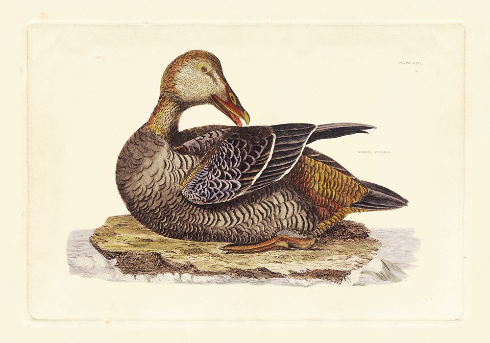 Art Print: Selby Duck IV