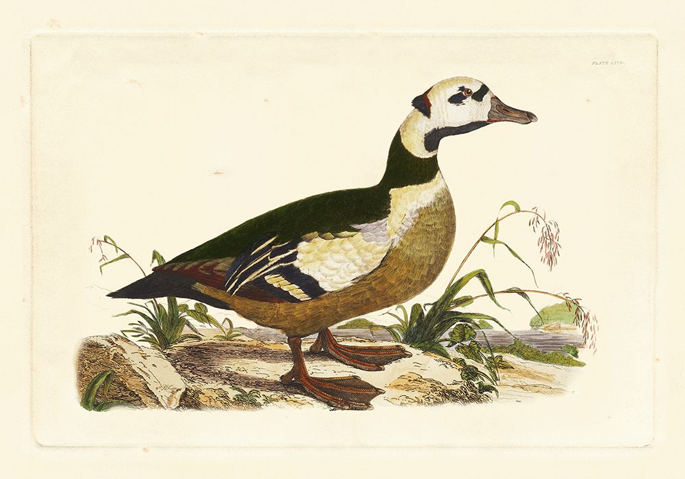 Wall Art Painting id:522895, Name: Selby Duck VI, Artist: Selby, John