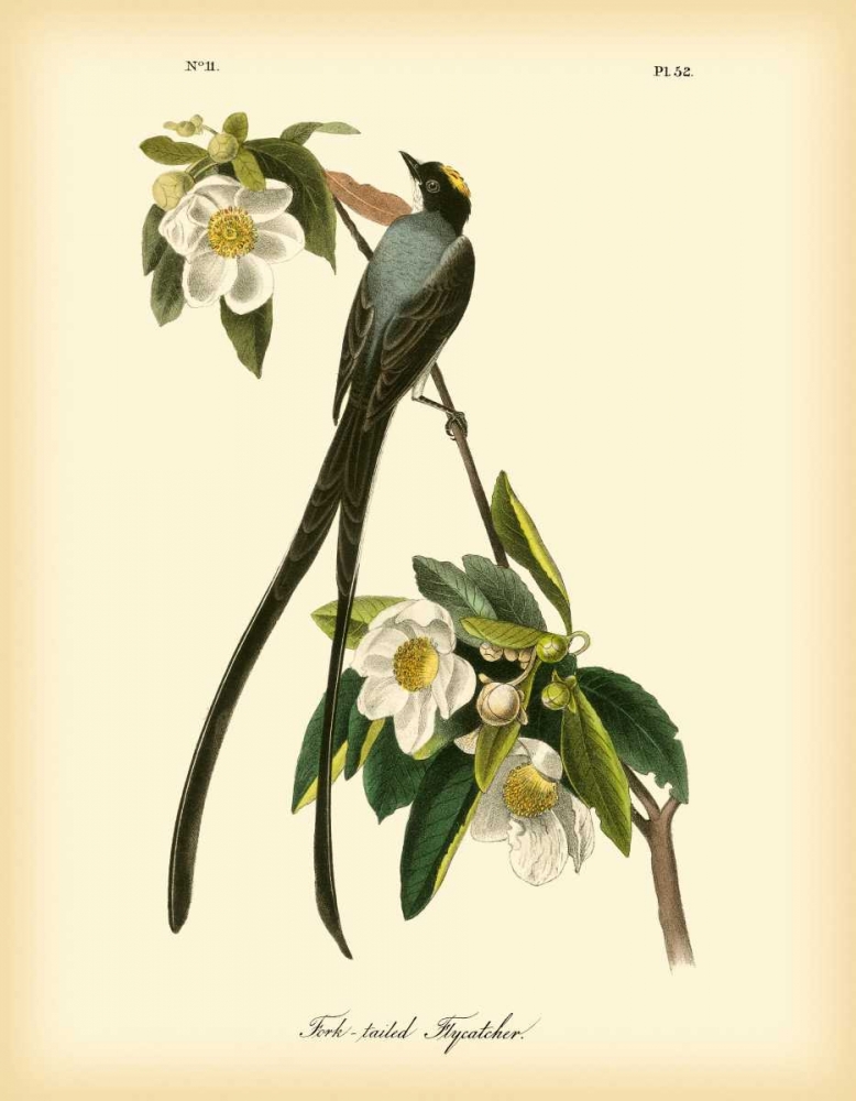 Art Print: Fork-tailed Flycatcher