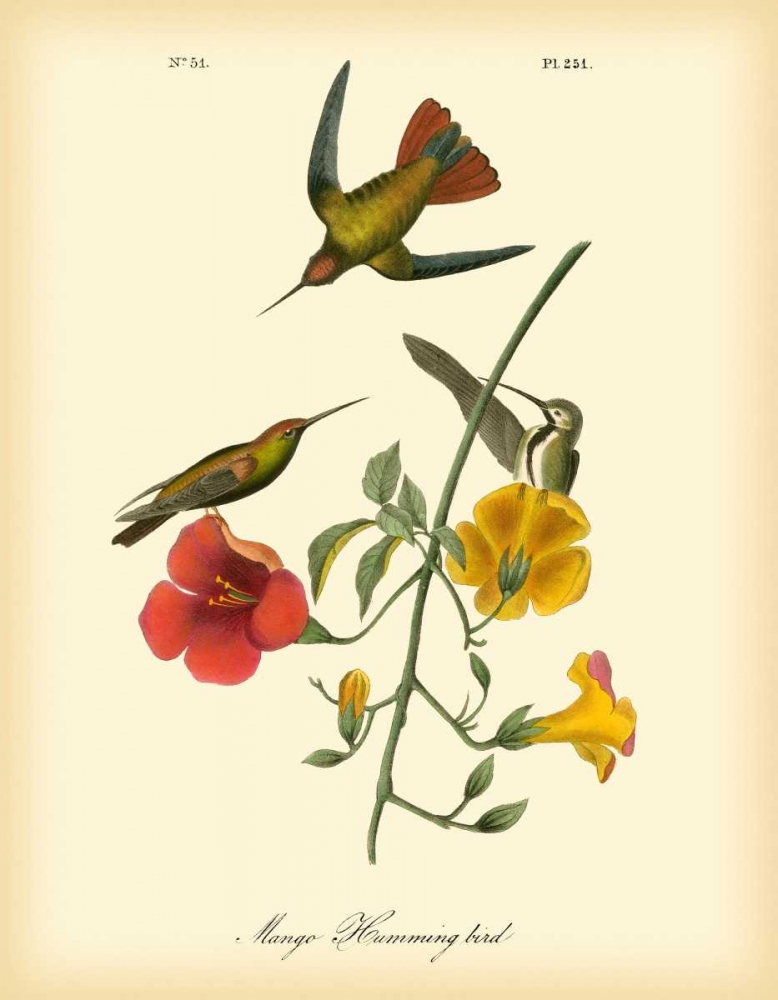 Wall Art Painting id:49775, Name: Mango Hummingbird, Artist: Audubon, John James