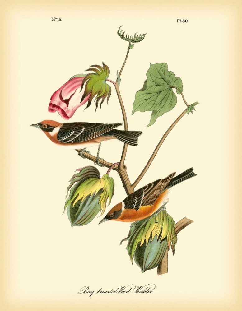 Wall Art Painting id:49776, Name: Bay Breasted Wood-Warbler, Artist: Audubon, John James