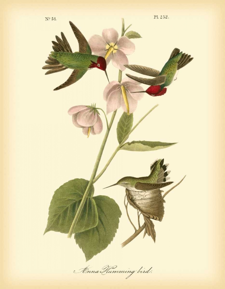 Art Print: Anna Hummingbird