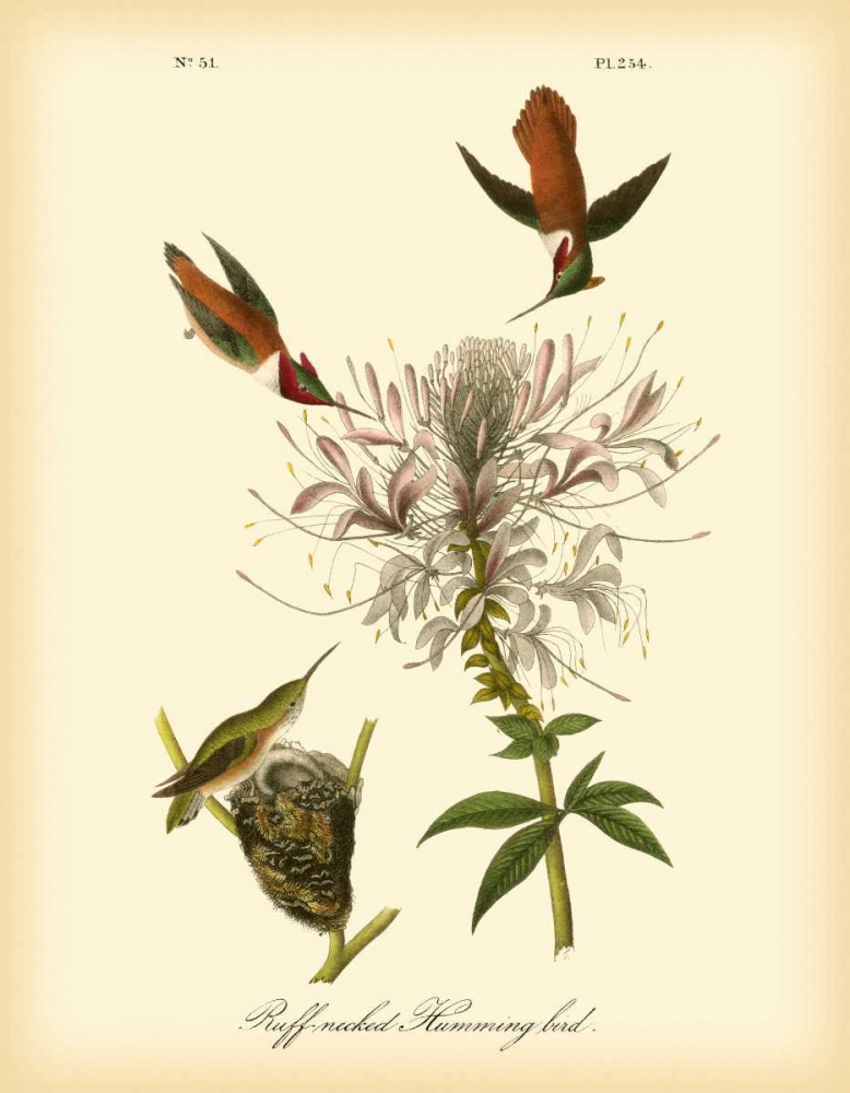 Wall Art Painting id:49778, Name: Ruff-neck Hummingbird, Artist: Audubon, John James