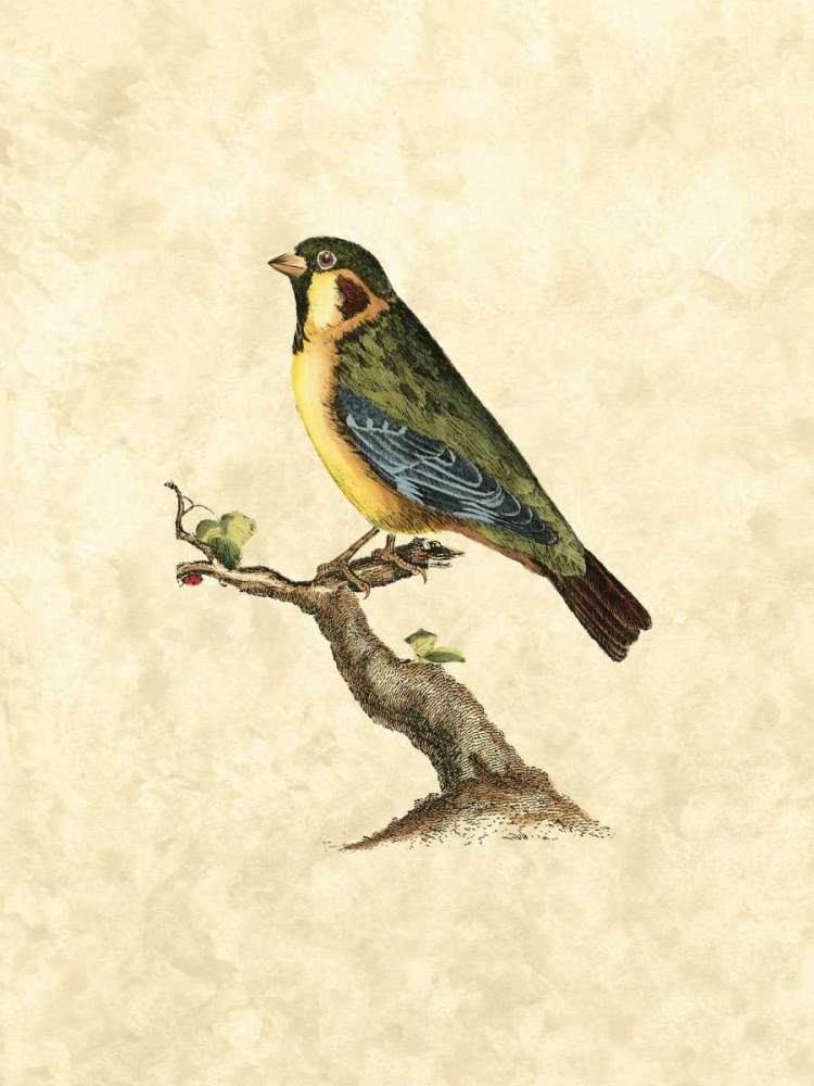 Wall art: Selby Birds II, by Selby, John