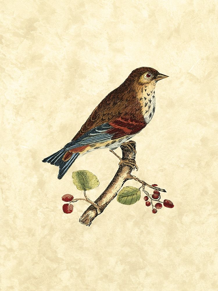 Wall Art Painting id:204012, Name: Selby Birds III, Artist: Selby, John