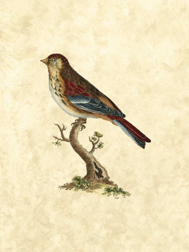 Wall art: Selby Birds IV, by Selby, John